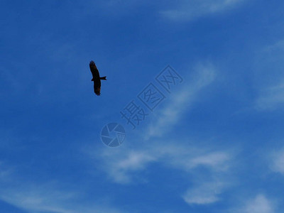 蓝天上飞翔的大猛禽图片