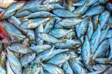 在市场上钓到鱼后的新鲜白鱼这种鱼生活在越南中部和图片