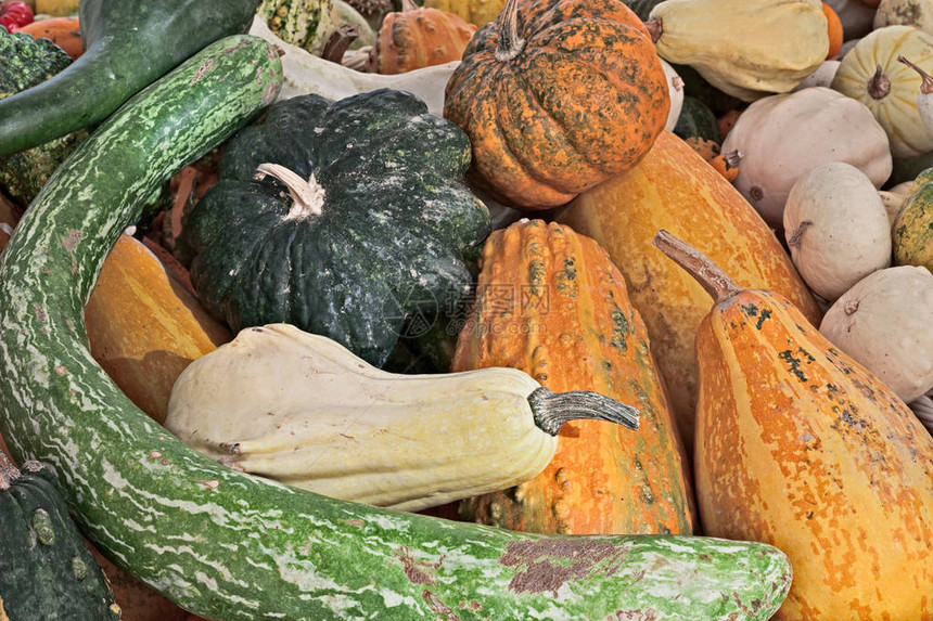 在意大利蔬菜市场上展示的有色南瓜黄橙和绿图片