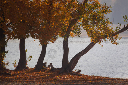 秋天的森林湖景观秋天的森林湖水景金色的图片