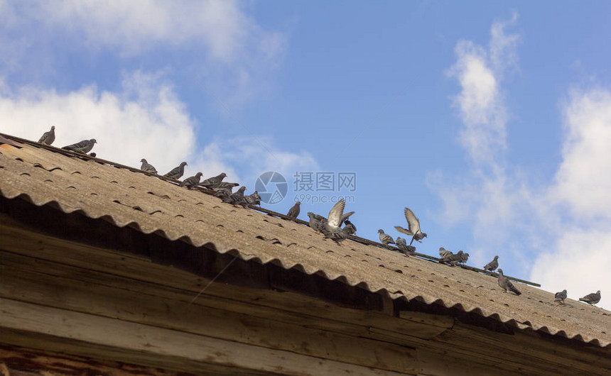 老房子屋顶上的一小群鸽子图片