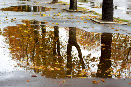雨水在坑中显示树木秋天在水图片