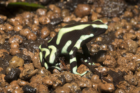 绿色和黑达克青蛙Dendrobatesa图片