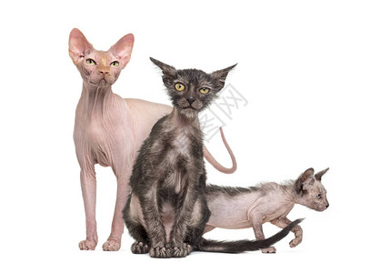 两只Lykoi小猫的Sphynx猫在图片