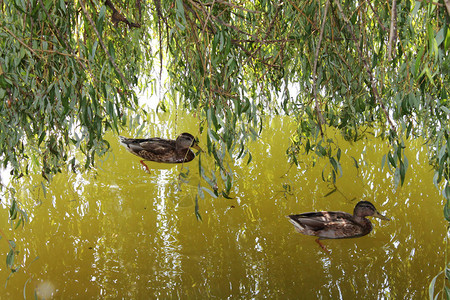秋的有趣颜色秋天的风味鸭子和柳树在清娜水图片
