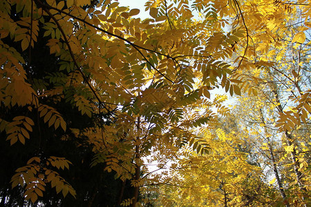 秋的有趣颜色秋天的黄叶子背景图片