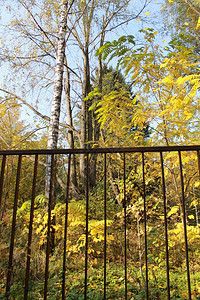 秋天秋天的有趣色彩秋天的植物园图片