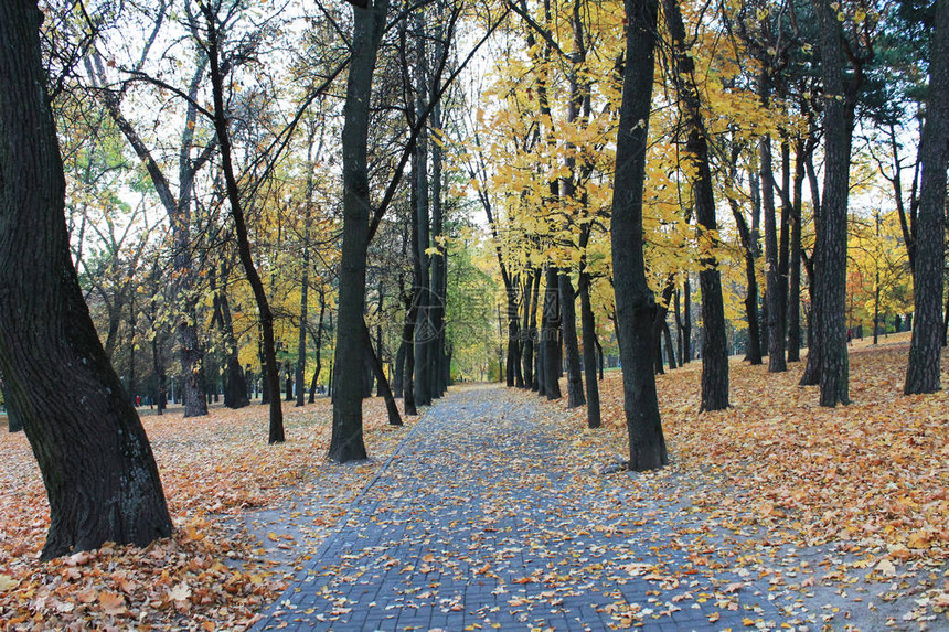秋的有趣颜色秋天的欢乐色彩城市公园落图片