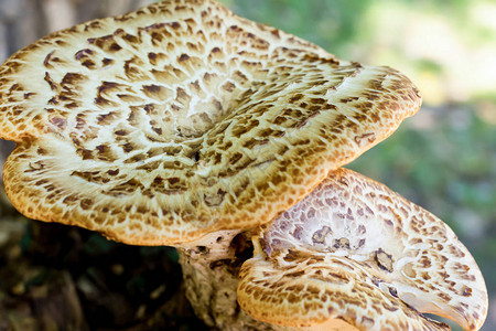 大蘑菇帽白棕色的表层宏观天然背景图片