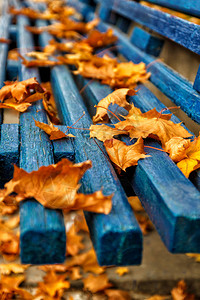 蓝木凳上的黄橙色秋天的叶子图片