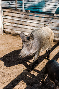 灰猪和小猪在农图片