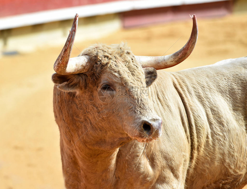 西班牙斗牛场的公牛长着大角