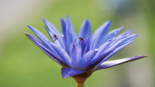 小蜜蜂在紫色莲花上模糊的绿色天然背景动物自图片