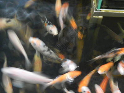 观赏鱼在装饰池塘中游泳图片