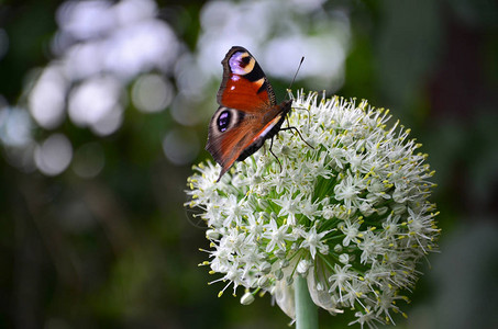 美丽明亮的蝴蝶坐在白花上绿色背景图片