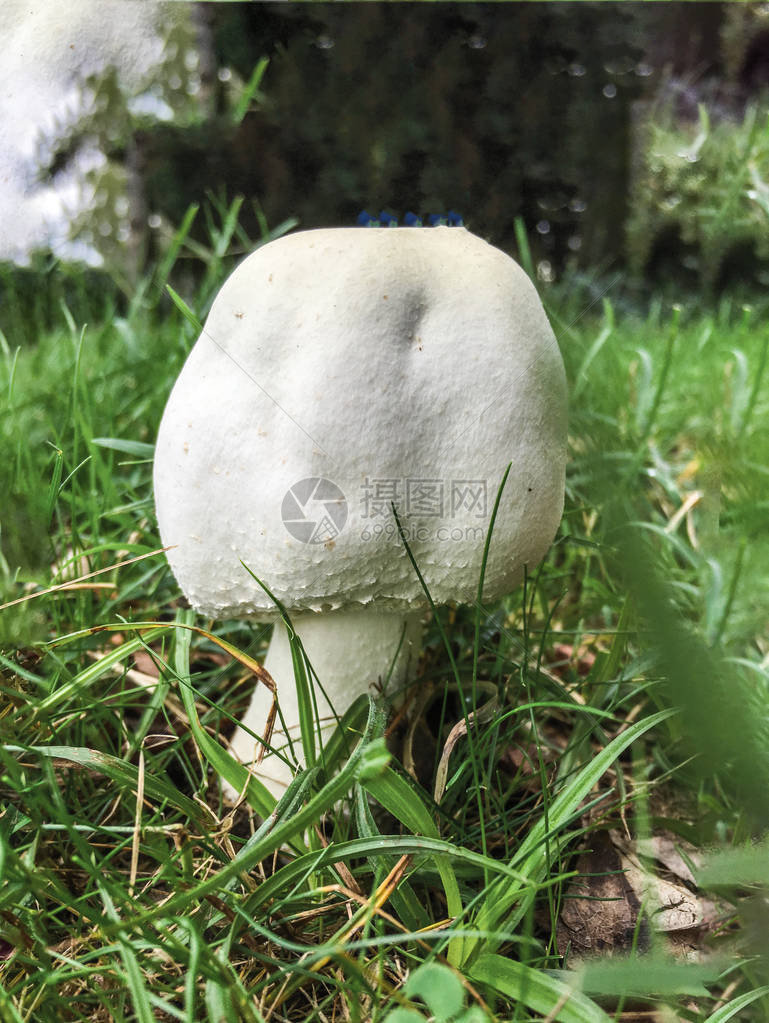 绿草中白蘑菇的特写图片
