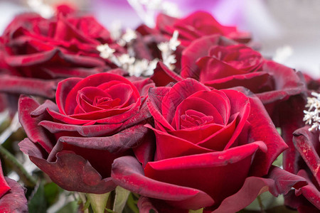 盛大樱桃和红玫瑰的布束花图片
