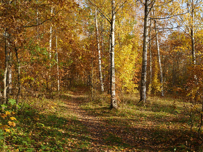 美丽的秋天森林通往远处的通背景图片