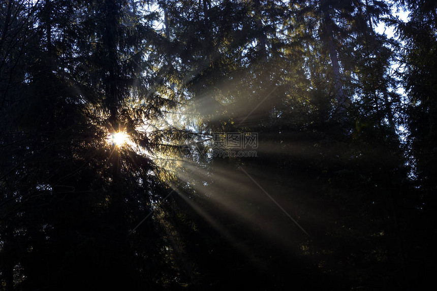 太阳光线穿透森林中的树木图片