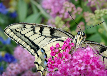 花上的蝴蝶开花的草地上的蝴蝶mach图片