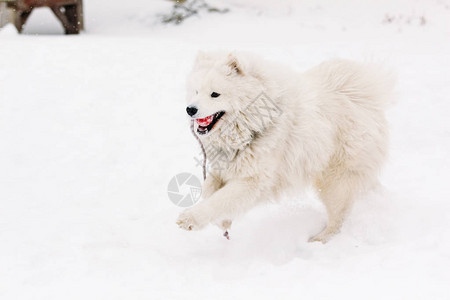 萨摩耶莱卡犬种白色的狗穿过雪地高清图片