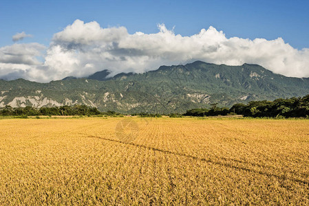 农村风景与金稻田在Luye太东图片