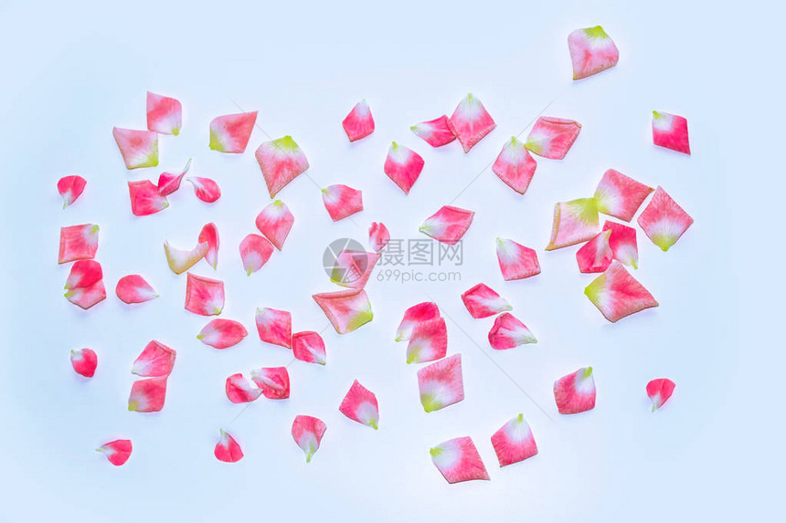 明亮的粉红玫瑰花瓣图片