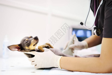 兽医办公室有超声波检查的狗在兽医诊图片