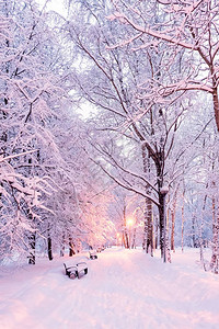 天亮前的冬季公园灯光照耀着一盏灯在雪图片