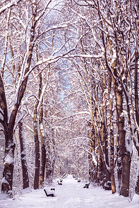 冬季森林中的小巷下雪的天气阳光明媚的冬日雪地里图片
