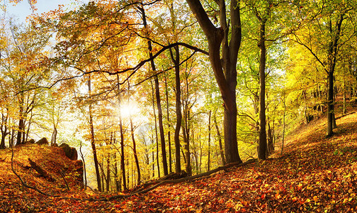 温暖的秋冬风景在森林里图片