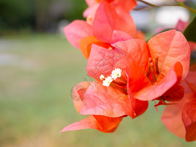 粉红色布干维尔花朵有免图片