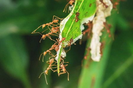 红蚂蚁在芒果叶上进出巢穴图片