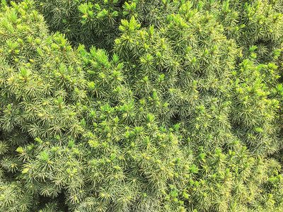 绿墙植物背景单元隔离背景图片