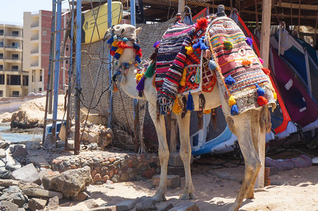 埃及装饰品中埃及房屋背景的骆驼图片