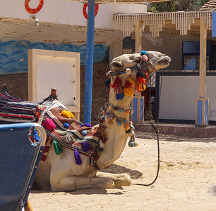 埃及装饰品中埃及房屋背景的骆驼图片