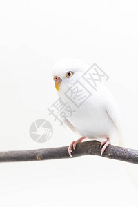 白色虎皮鹦鹉鸟白色背景上的虎皮鹦鹉背景图片