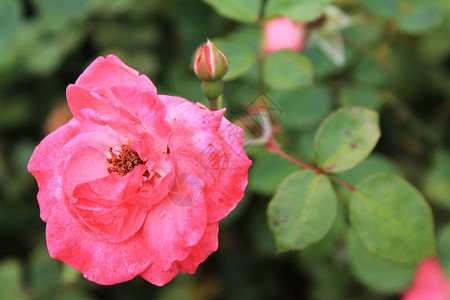 天然花卉背景与柔和的阳光下的玫瑰花背景粉红色的玫瑰花图片