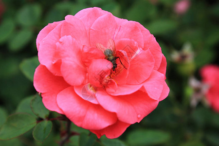 玫瑰花园里的粉红色玫瑰花背景与玫瑰图片