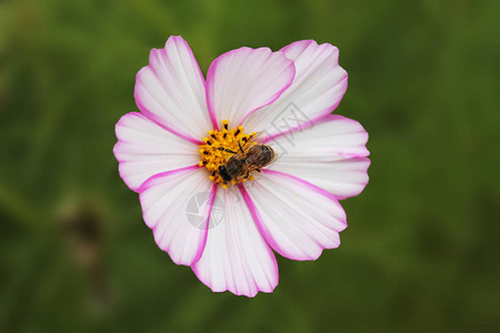 一只小黄蜂收集轻白甘菊上的花蜜背景图片
