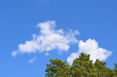 树的顶端在云彩的云中图片