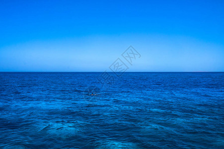 在埃及红色莫拉的背景下为海豚着色海洋动物群与动物旅游设图片