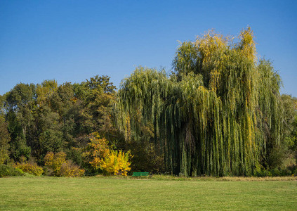 秋天公园空地里的垂柳图片