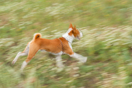 冲动的巴辛吉狗在户外奔跑图片