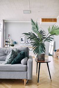 室内灰色沙发和绿色植物真图片