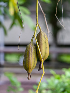 Cymbidiumfinlaysonianum兰花植物的黄色豆荚图片