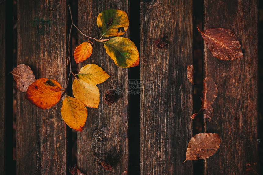 板凳上的死叶子秋图片