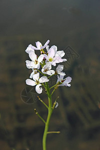 由粉红色和白色花朵及深色背景所制成的彩虹花Cardamineprat图片
