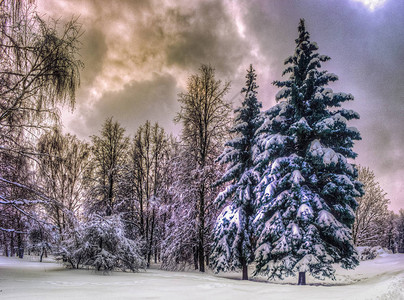 圣诞节冬季风景温泉和松树山路上积图片