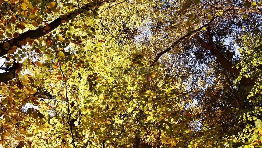 阳光下秋色山毛榉树的风景图片